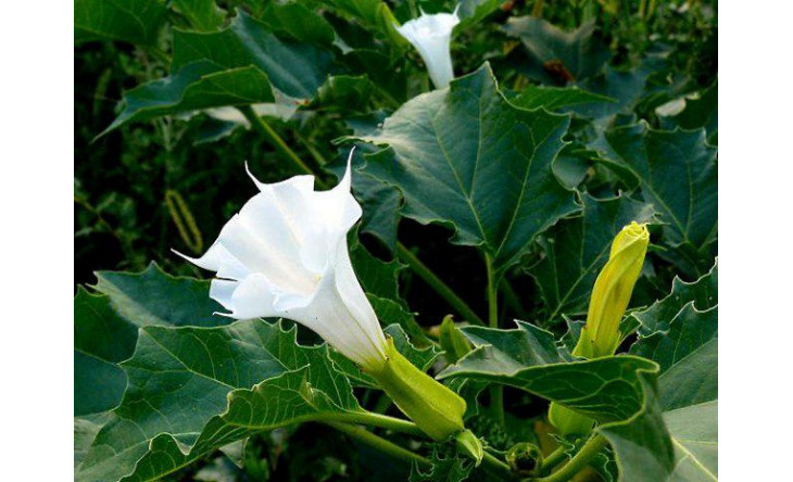 Uống nước, hít khói từ kẻ lạ: Coi chừng bị thôi miên!