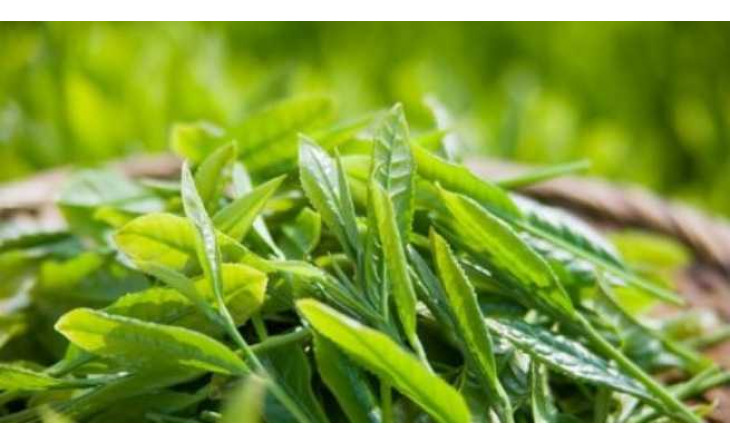 Tác dụng phụ của trà xanh