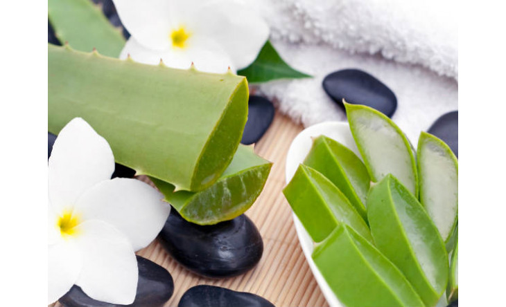 Lô hội - công dụng 'chữa bách bệnh' trong làm đẹp và y khoa