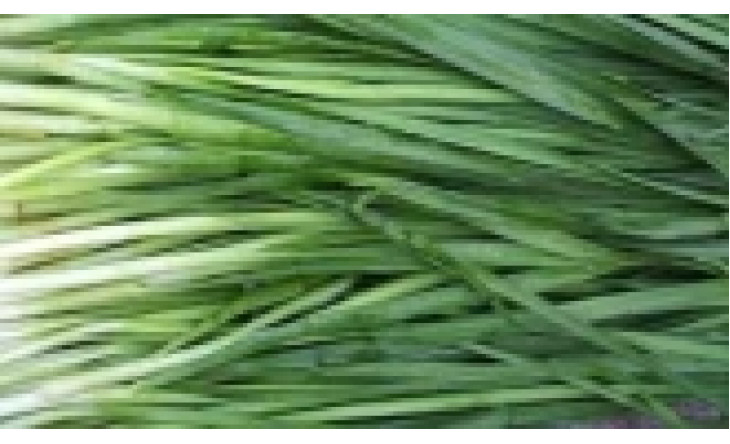 Một số bài thuốc hay từ hẹ