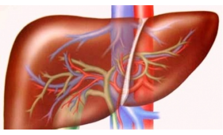 Nguyên nhân khiến men gan tăng cao