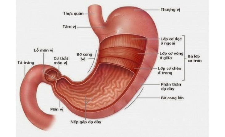 Trào ngược dịch mật dạ dày - nguyên nhân, chẩn đoán và điều trị