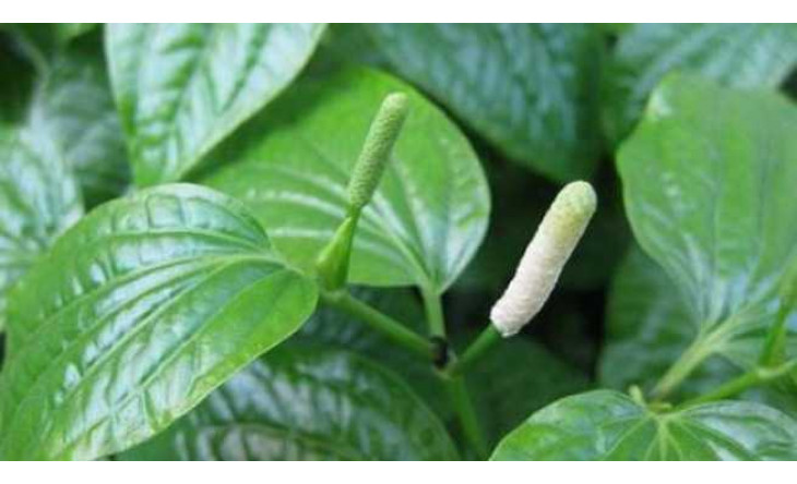 Bài thuốc chữa các bệnh răng miệng