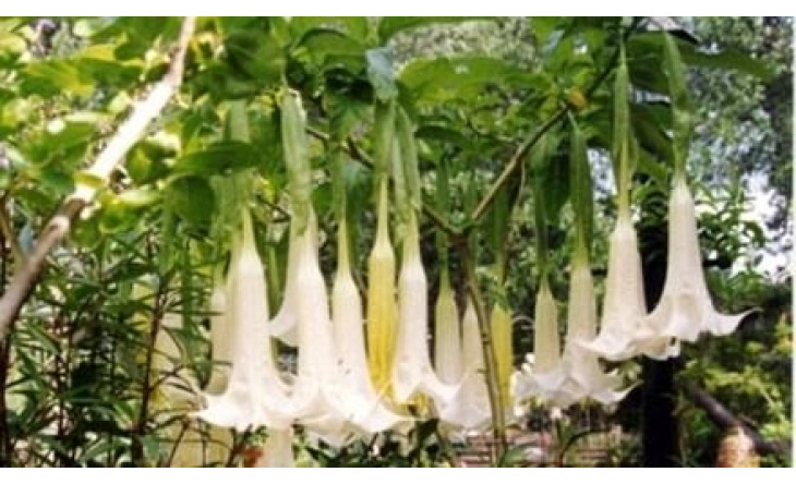 Nguồn gốc 'hơi thở của quỷ'