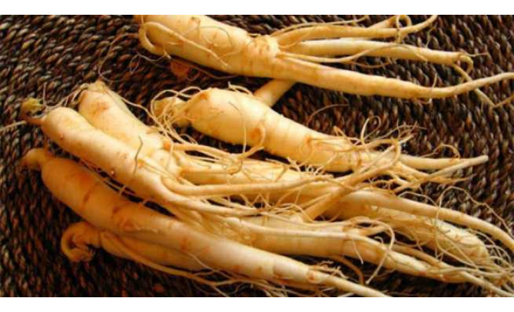 Những người không nên dùng nhân sâm