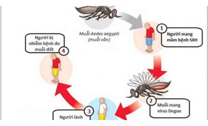 Nhận biết và xử trí sốt xuất huyết tại nhà