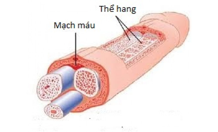 Liệu pháp mới điều trị rối loạn cương dương