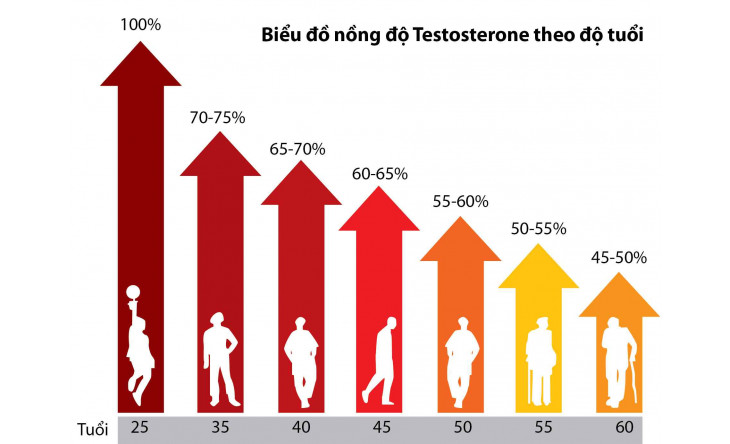 TESTOSTERONE VÀ CHỨC NĂNG TÌNH DỤC NAM