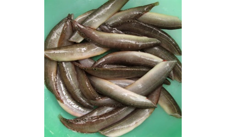 4 thực phẩm nâng cao “sức mạnh đàn ông”