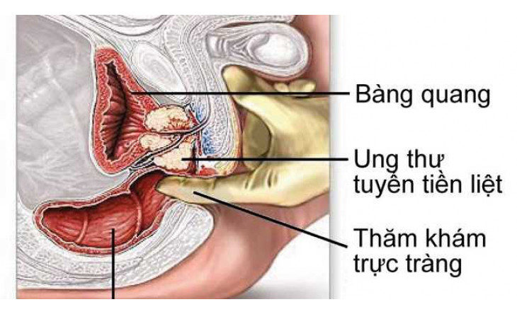 CHỨC NĂNG CỦA TIỀN LIỆT TUYẾN