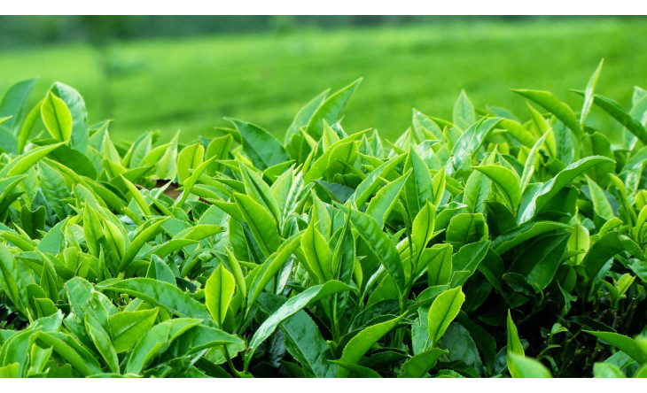 Hoạt chất trong trà xanh có tác dụng ngăn ngừa ung thư