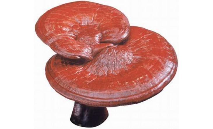 Linh chi - Vị thuốc quý