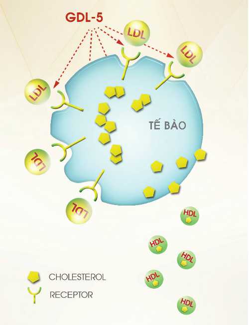 Receptor-te-bao-1426-1416406933