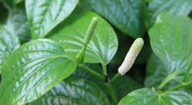 hoi mieng